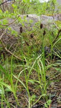 ����� ���������