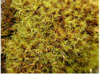 ����������� ������