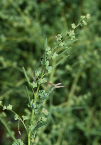 ����� �����