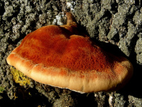 �������� ����������������