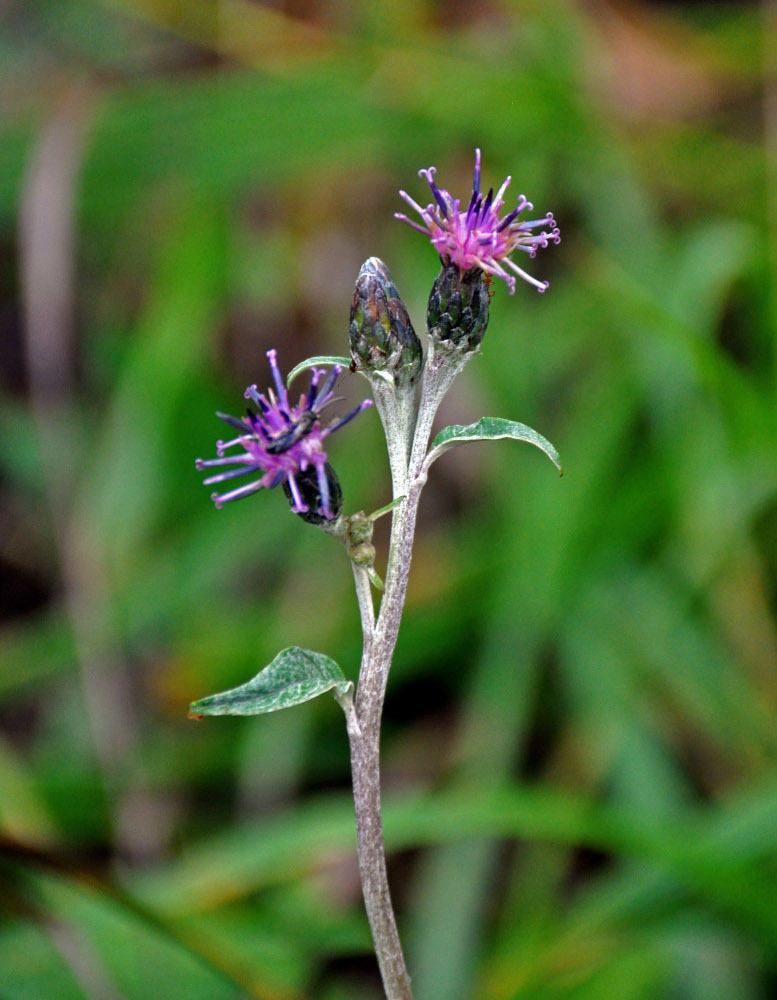 �������� �������