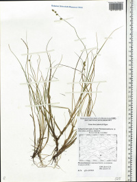 ����� �����������