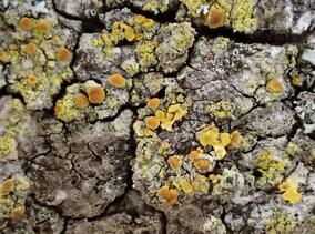 ��������� ���������������