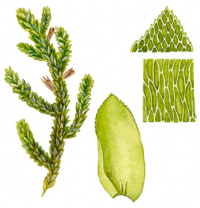 ������ ��������