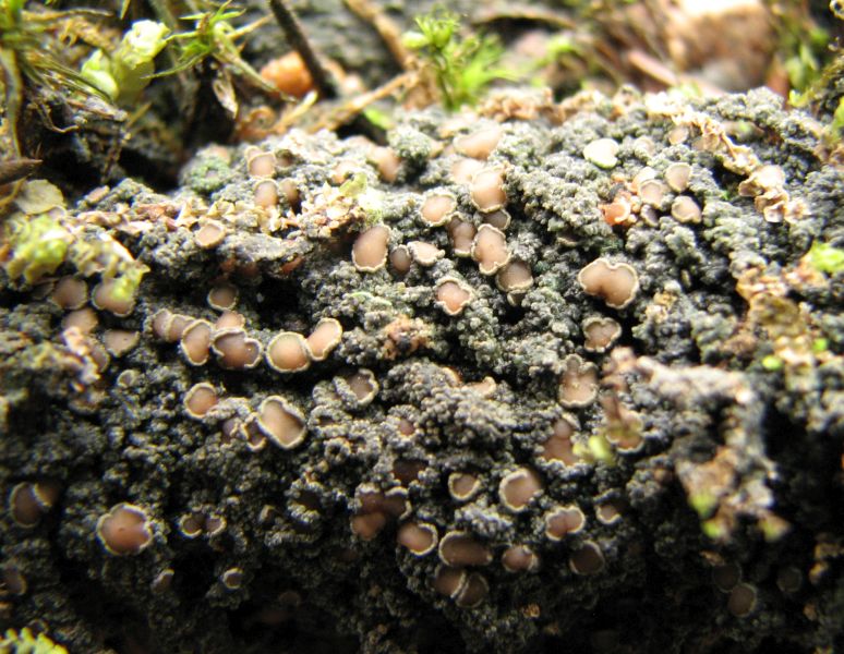 ������������� ������������, �������� ������������