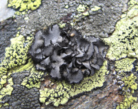 ����������� ��������������, �������� ��������������