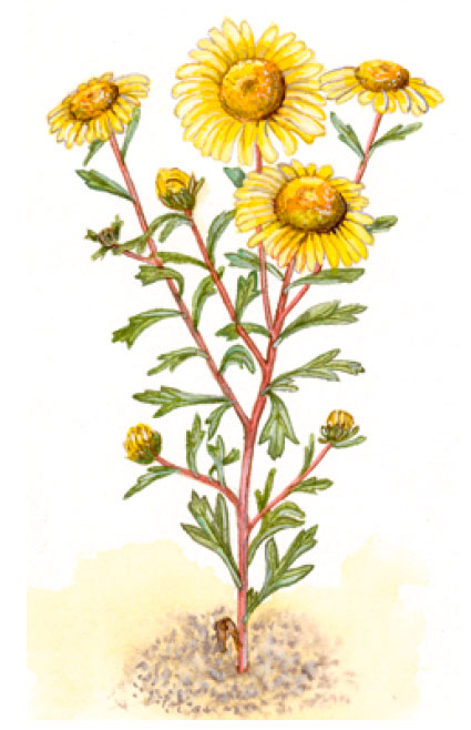 ������������ ��������