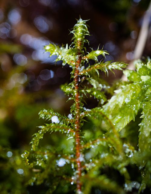 ����������� �������������