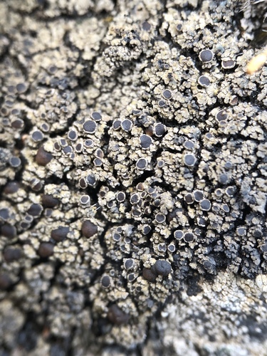 �������� ������������