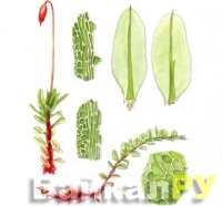 ����������� ����������