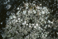 �������� ��������