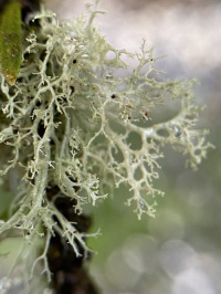 �������� �������, �������� �������, �������� �������, �������� �������