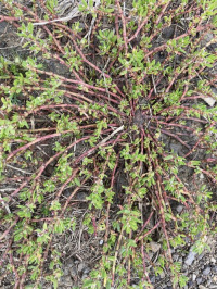 ������ ������������