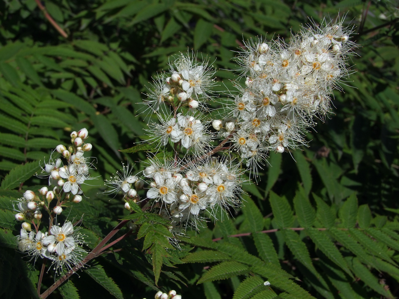 �������� �������������