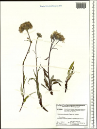 �������� �������