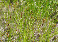 ����� �����������