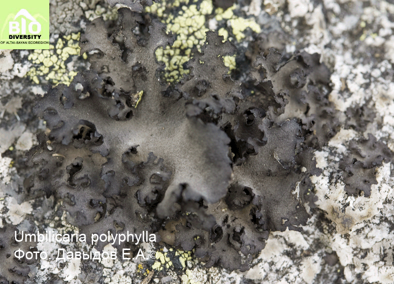 ����������� ������������, �������� ������������