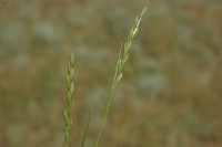 �������� ���������������