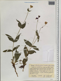 �������� ���������