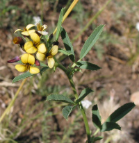 ������������ �������