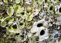 �������� �����������