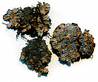 �������� ����������