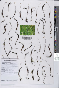 �������������� ��������