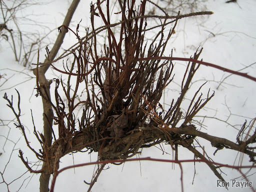 ������������� ���������