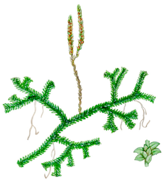 ����������� �����������