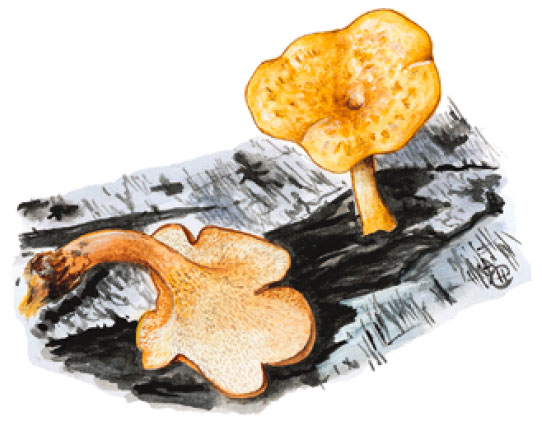 �������� ����������������