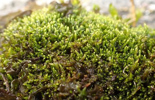 ��������������� ����������