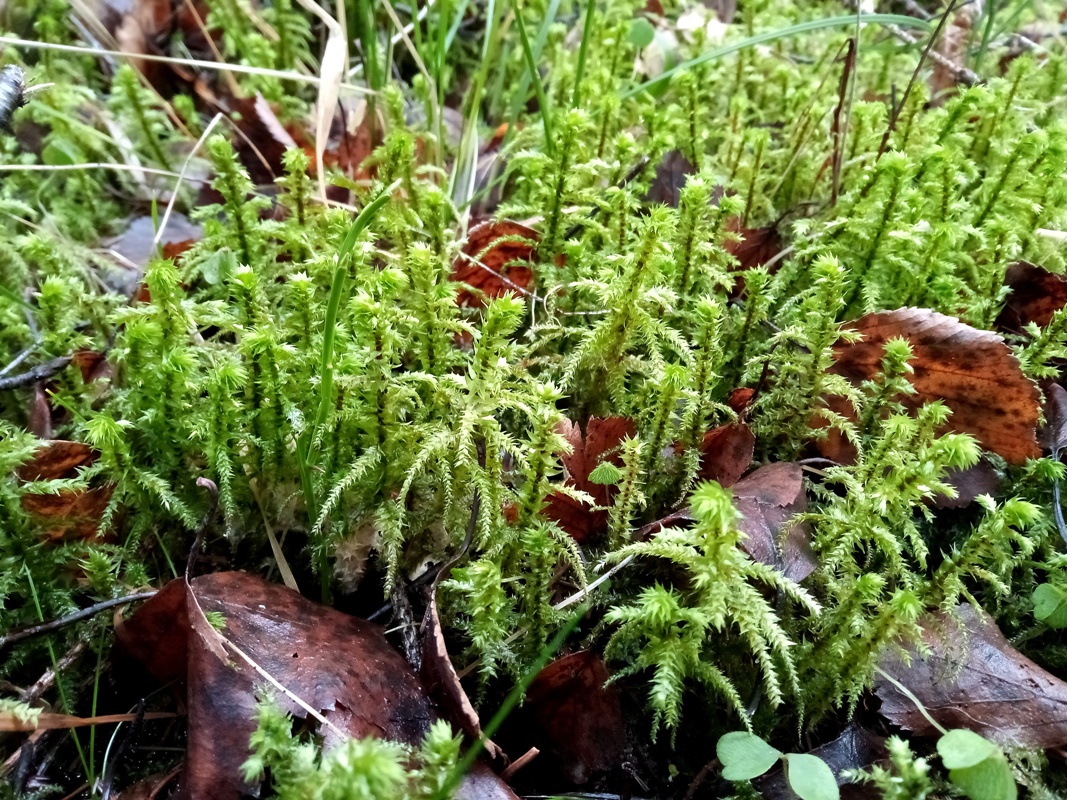 �������������� �����������