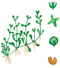 ���������� �������������