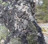 ����������� ���������