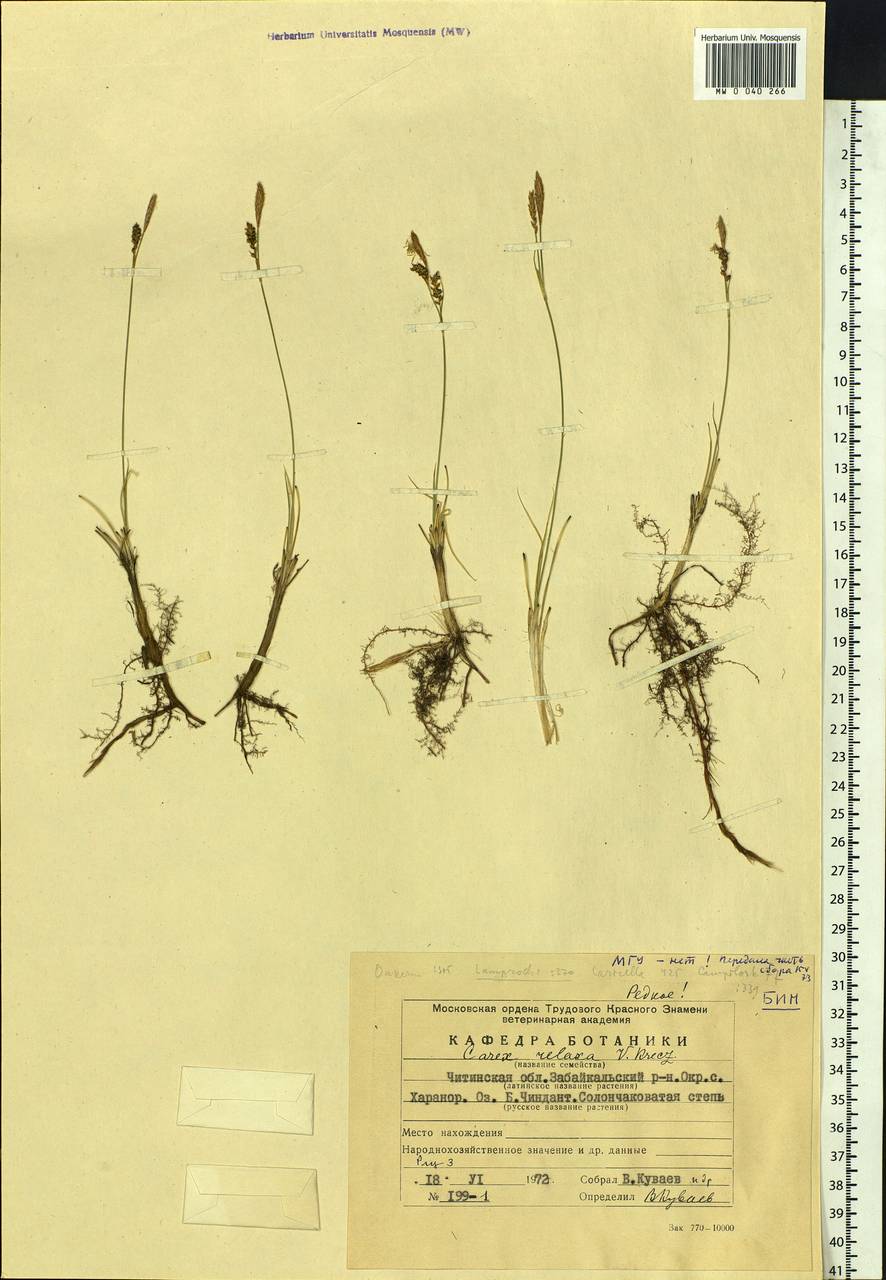 ����� �����������