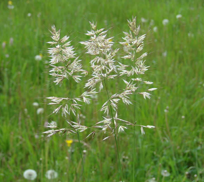 ����� ��������