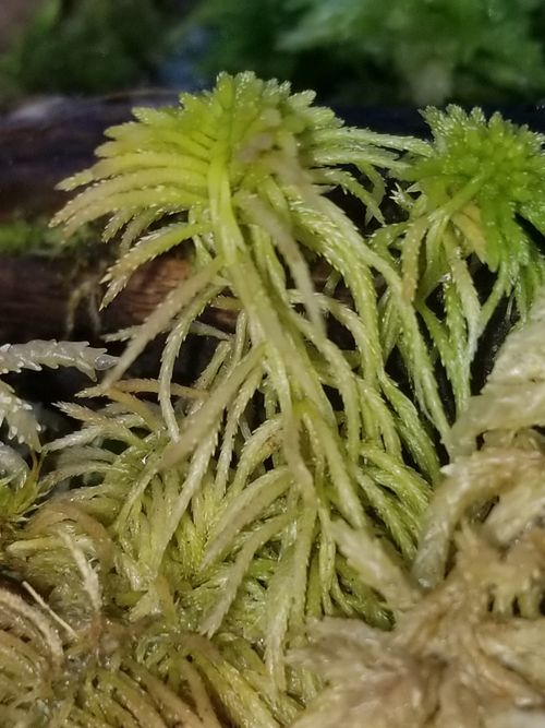 ������� ����������