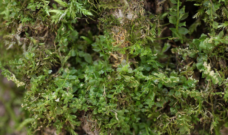 ����������� ���������