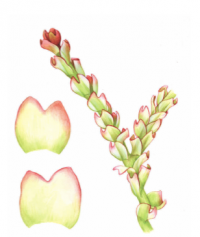 �������������� �������������� 