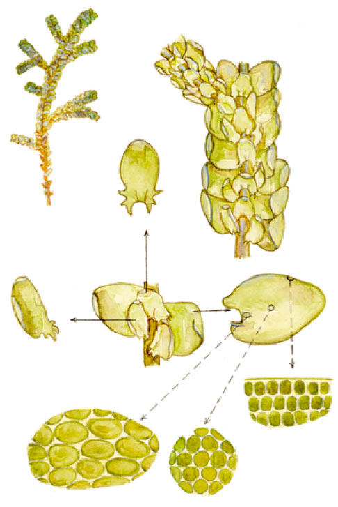 ������� ���������