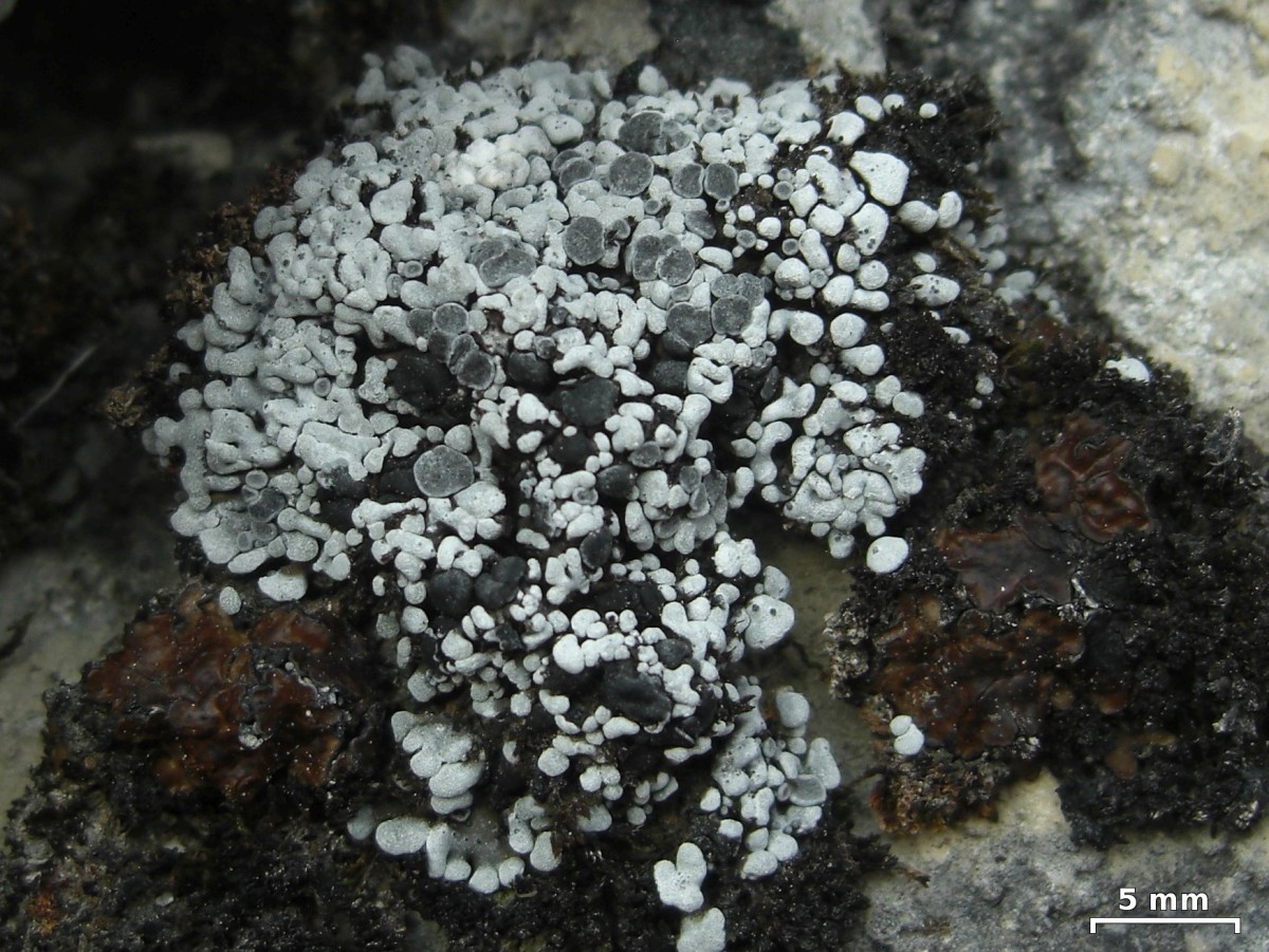 ������� �������������