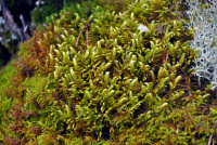 �������� �����������