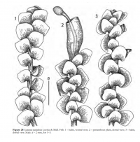 �������� �������������