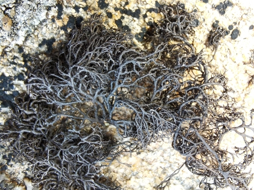 ���������� ���������, ���������� ��������