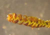 ��������� ��������������