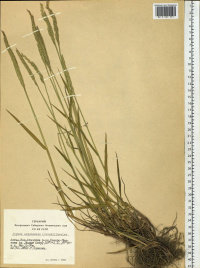 �������� ��������