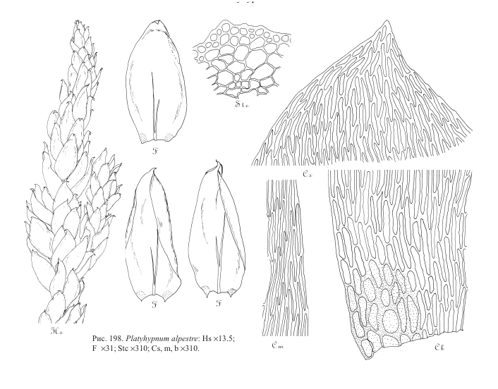 ����������� �������������