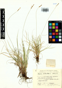 ����� ����������-�����