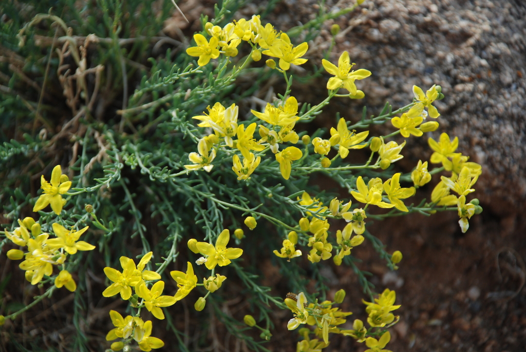 ����� �������������