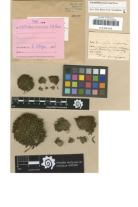 ���������� ���������